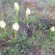 Le Mont-Lozère à aussi ses fleurs