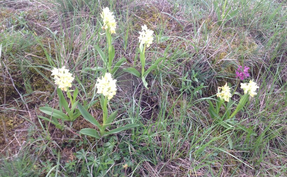 Le Mont-Lozère à aussi ses fleurs