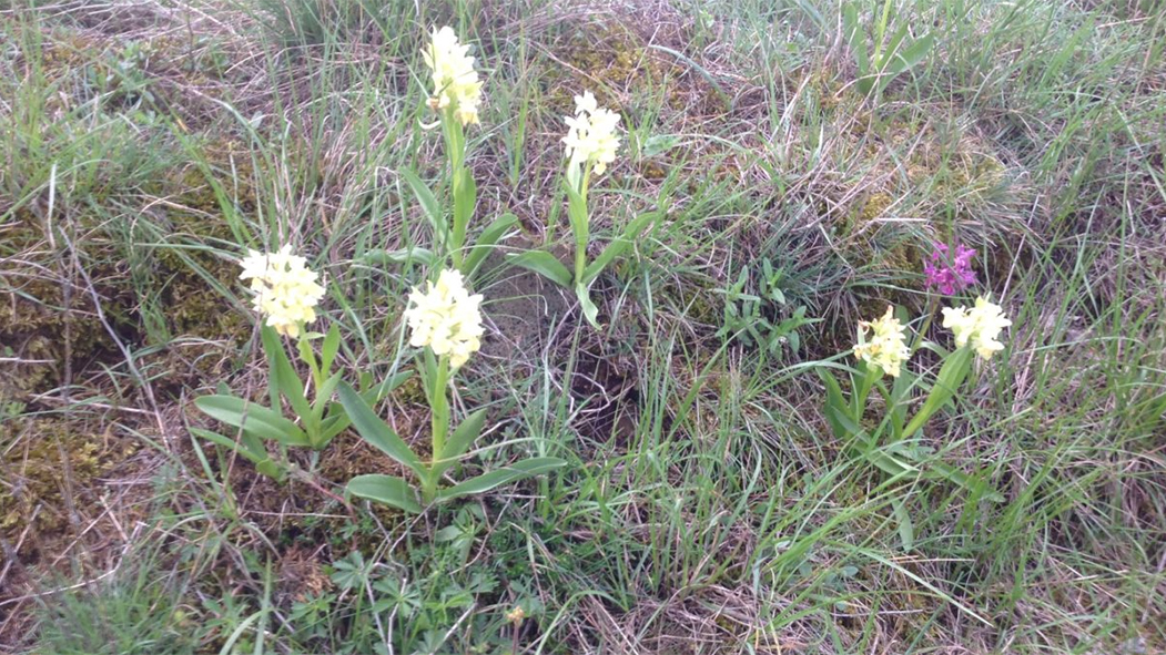 Le Mont-Lozère à aussi ses fleurs